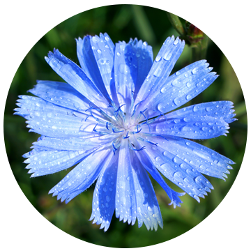 Chicory root
